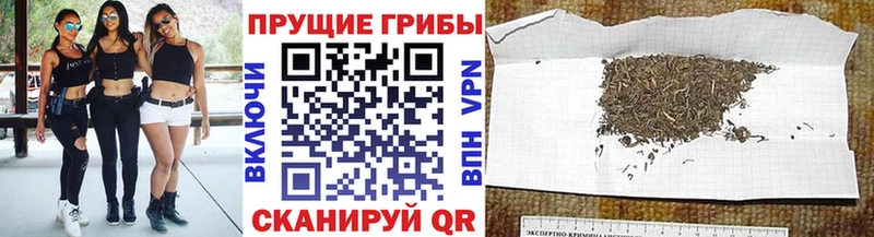 Псилоцибиновые грибы Cubensis  где найти   Миасс 